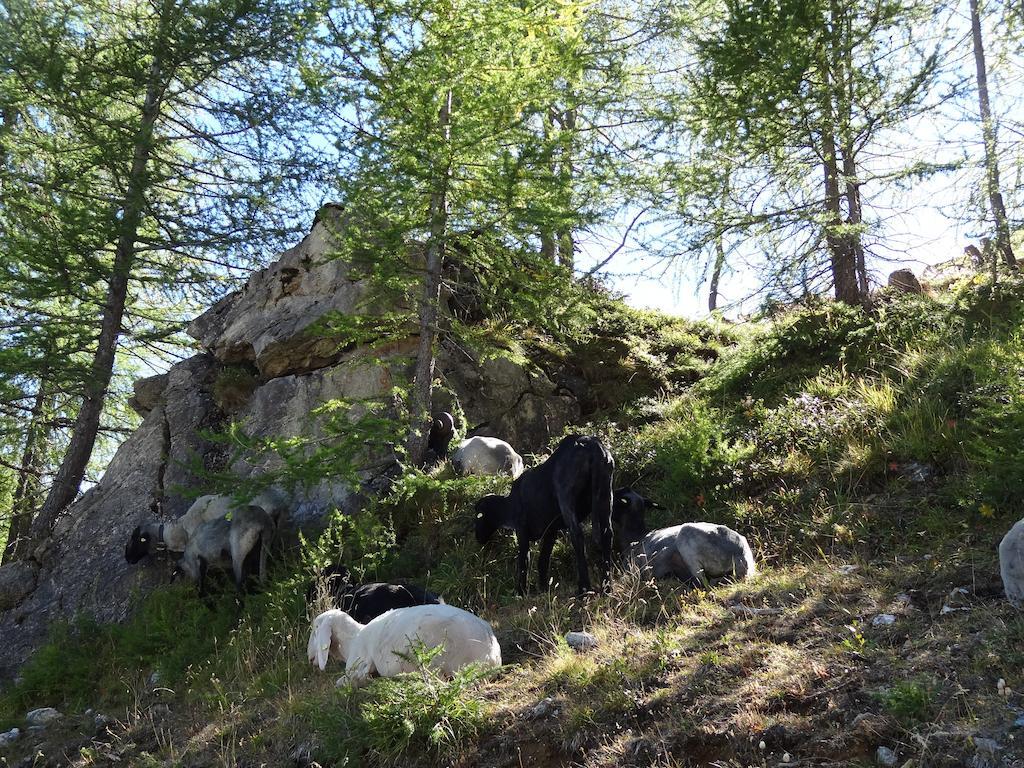 Ferienhaus Meins Kals-am Großglockner Rom bilde
